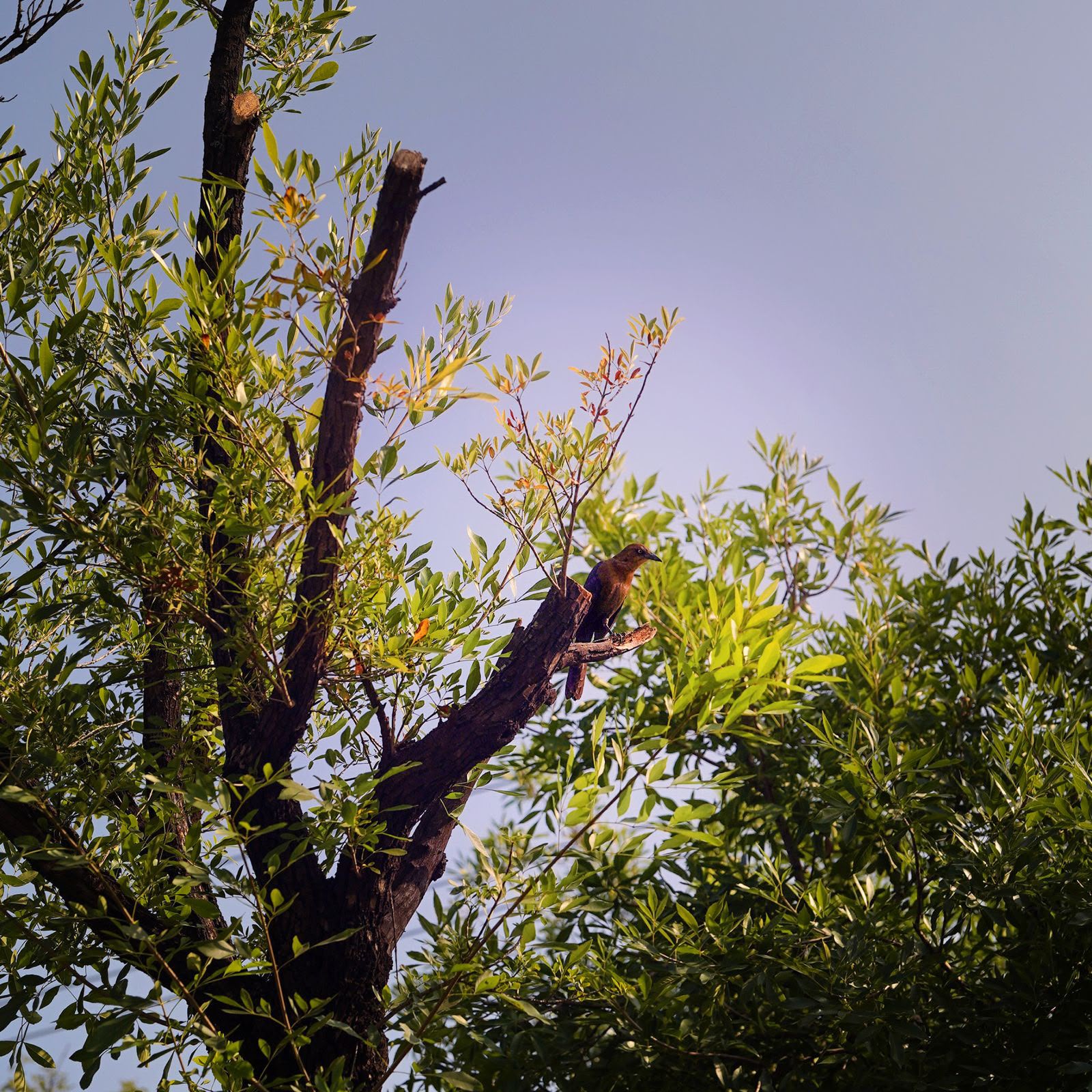 Una pajarita posada entre las ramas de un árbol
